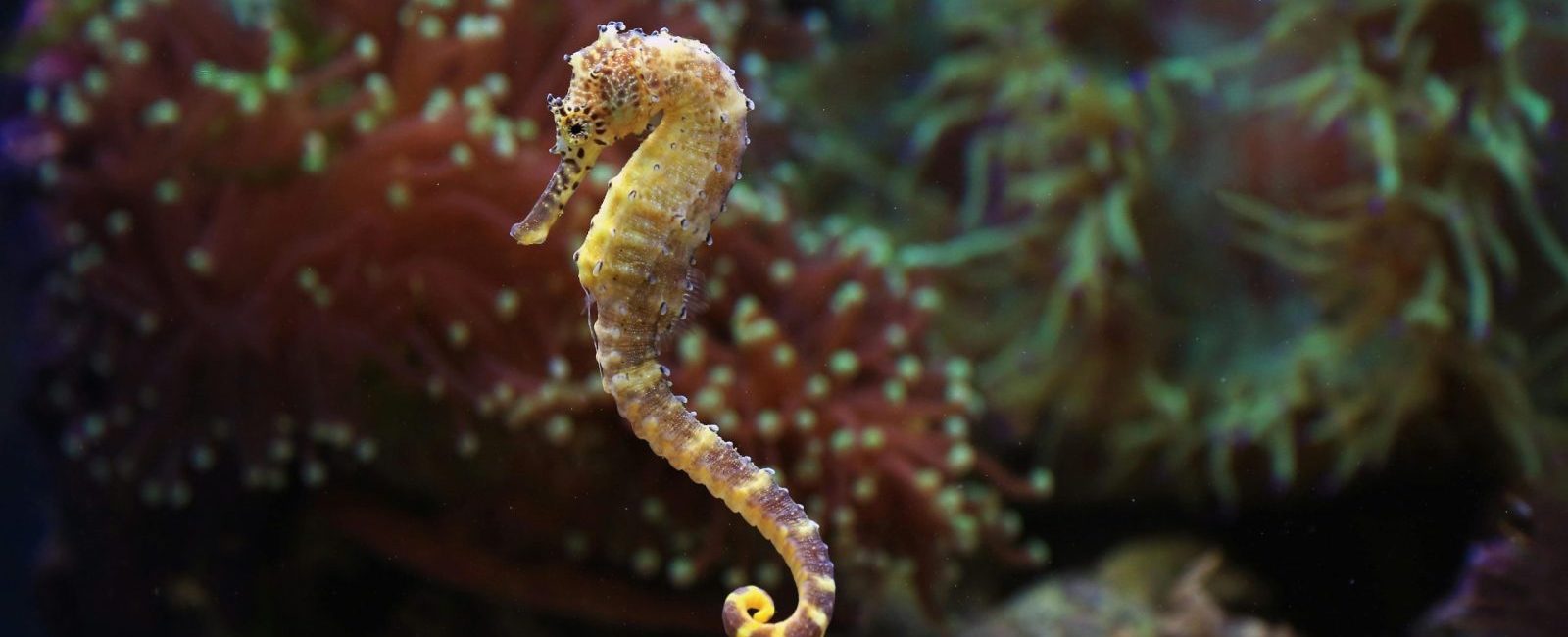 seahorse